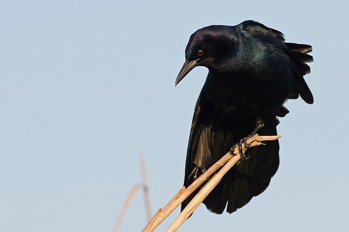 Bootschwanzgrackel Quiscalus major Boat-tailed Grackle